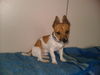 Jack-Russell-Terrier Hund