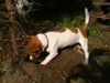 Jack-Russell-Terrier Hund