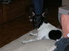 Jack-Russell-Terrier Hund