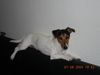 Jack-Russell-Terrier Hund