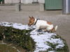 Jack-Russell-Terrier Hund