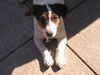 Jack-Russell-Terrier Hund