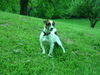 Jack-Russell-Terrier Hund