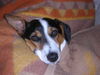 Jack-Russell-Terrier Hund