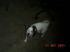 Jack-Russell-Terrier Hund