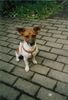 Jack-Russell-Terrier Hund