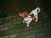 Jack-Russell-Terrier Hund