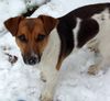 Jack-Russell-Terrier Hund