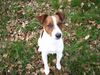 Jack-Russell-Terrier Hund