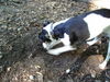 Jack-Russell-Terrier Hund