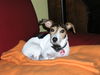 Jack-Russell-Terrier Hund