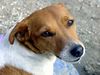 Jack-Russell-Terrier Hund