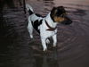 Jack-Russell-Terrier Hund