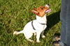 Jack-Russell-Terrier Hund