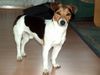 Jack-Russell-Terrier Hund