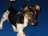 Jack-Russell-Terrier Hund