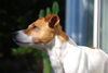 Jack-Russell-Terrier Hund