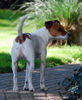 Jack-Russell-Terrier Hund