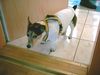 Jack-Russell-Terrier Hund