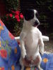 Jack-Russell-Terrier Hund