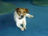 Jack-Russell-Terrier Hund