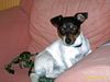 Jack-Russell-Terrier Hund