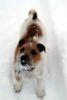 Jack-Russell-Terrier Hund