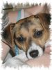 Jack-Russell-Terrier Hund