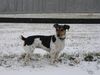 Jack-Russell-Terrier Hund