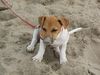 Jack-Russell-Terrier Hund