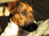 Jack-Russell-Terrier Hund