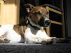 Jack-Russell-Terrier Hund