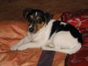 Jack-Russell-Terrier Hund