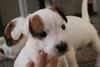 Jack-Russell-Terrier Hund