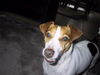 Jack-Russell-Terrier Hund