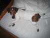 Jack-Russell-Terrier Hund