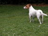 Jack-Russell-Terrier Hund