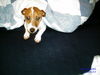 Jack-Russell-Terrier Hund