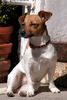 Jack-Russell-Terrier Hund