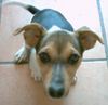 Jack-Russell-Terrier Hund