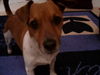 Jack-Russell-Terrier Hund