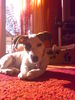 Jack-Russell-Terrier Hund