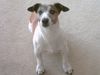 Jack-Russell-Terrier Hund