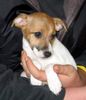 Jack-Russell-Terrier Hund