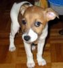 Jack-Russell-Terrier Hund