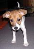 Jack-Russell-Terrier Hund