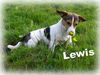 Jack-Russell-Terrier Hund