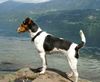 Jack-Russell-Terrier Hund