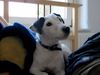 Jack-Russell-Terrier Hund