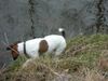 Jack-Russell-Terrier Hund